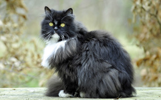 Black white cat wooden table - a wooden table outside free wallpaper