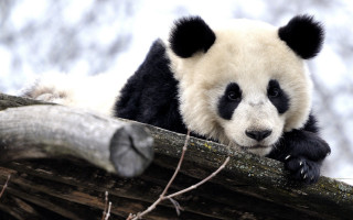 Panda sitting on branch sad - a panda bear free wallpaper