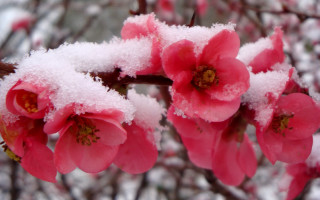 Pink flowers snow branch winter - branch free wallpaper for desktop