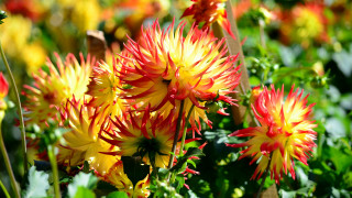 Flowers grass bokeh summer vibrant - the flower free wallpaper