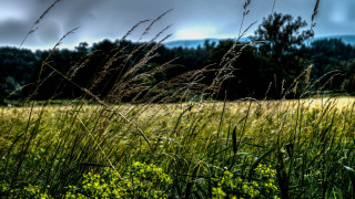 Field tallgrass trees clouds bench - tall grass and trees free wallpaper