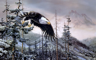 Bald eagle snowy forest mountains - the background and trees free wallpaper