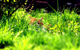 Cat hiding in grass dappled - the camera len free wallpaper