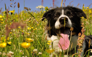Dog flower field pinkfrisbee outdoors - a dog free wallpaper for desktop