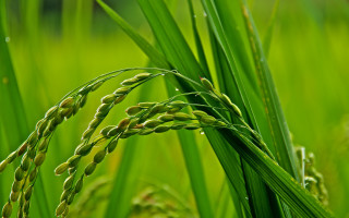 Green plant grass blurry background - a green plant free wallpaper