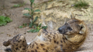 Spotted hyena ground furry animal - the camera mans eye free wallpaper