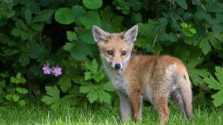 Small fox grass bushes flowers - a small fox free wallpaper
