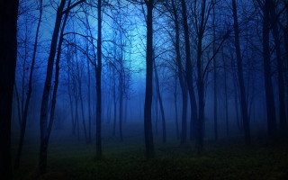 Dark moon forest bamboo trees - a dark forest free wallpaper