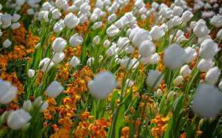 White tulips yellow orange flowers - dirck van der lisse free wallpaper