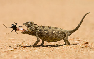 Desert lizard bug macro art - a lizard free wallpaper