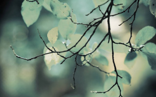 Branch leaves water moon night - a blurry background of leaves free wallpaper