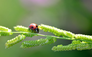Ladybug green leafy plant macro - a lady bug free wallpaper