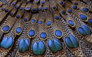 Peacock feathers blue brown spot - exquisite detail free wallpaper for desktop