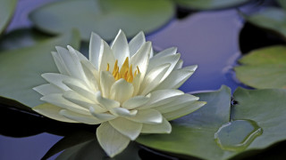 White flower floating pond lily 2 - simple form free wallpaper