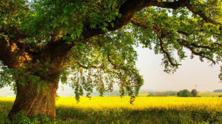 Large tree yellow flowers windmill - a windmill in the distance free wallpaper