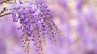 Purple flowers hanging branch macro - a tree branch in a forest free wallpaper