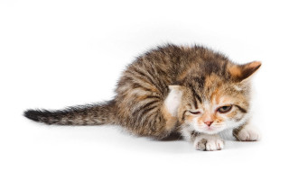 Kitten playing toy white shadow - a toy free wallpaper