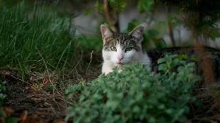 Sad cat grass plants trees - sad free wallpaper