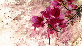 Pink flower blooming hanami branch - action painting free wallpaper for desktop