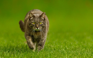 Cat green field yellow eyes - a lush green field of grass free wallpaper