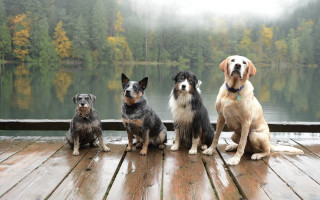 Three dogs lake dock fog - dean roger free wallpaper