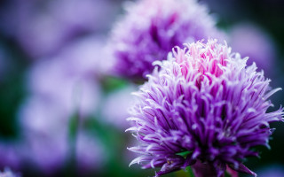 Purple hydrangea bokeh macro flower - blurry background of flowers free wallpaper
