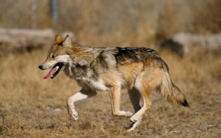 Wolf running field open mouth - other animal free wallpaper