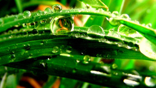 Green plant water drops macro 6 - leaf and grass free wallpaper