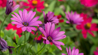 Purple flower field bokeh waterdrop - a yellow center free wallpaper