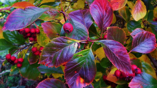 Fall berry tree green leaves - the fall season free wallpaper