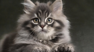 Gray kitten white patch serious - serious free wallpaper