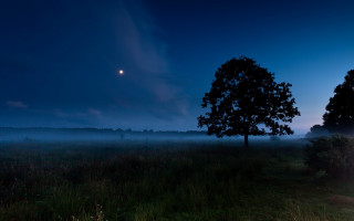 Foggy night fullmoon tree lake - a foggy night free wallpaper