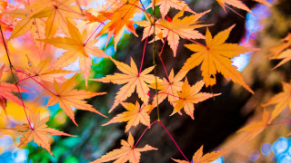Tree leaves autumn blurry fall - many free wallpaper