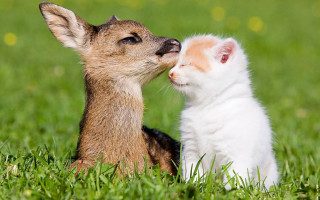 Small white brown dog in - a field of grass and grass free wallpaper