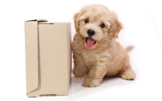 Small dog cardboard box tongue - a cardboard box free wallpaper