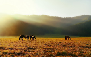 Horses grazing mountains sunset ocean - a group of horses free wallpaper