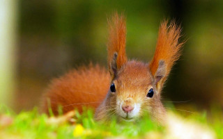Red squirrel curious outdoor photograph - a curious look free wallpaper