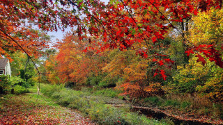 Autumn fall leaves forest river - color free wallpaper