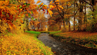 Autumn forest leaves fire pokemon - a stream free wallpaper