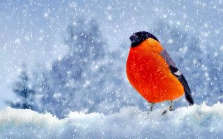 Red black bird snow branch - brian snøddy free wallpaper