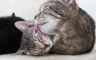 Cats laying licking open mouth - its mouth open free wallpaper