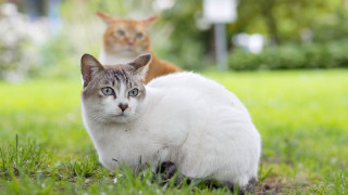 Cats grass camera eye view - free cats wallpaper