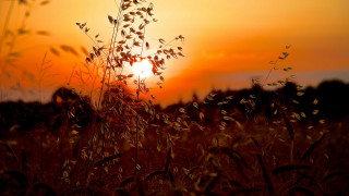 Sunset field tallgrass leaves forest - a few leaf free wallpaper