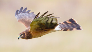 Bird owl eagle wings feathers - free bird wallpaper