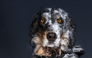 Dog hat coat snow black - a white border free wallpaper for desktop