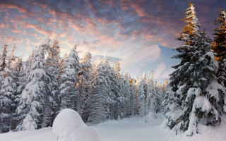 Snowy forest mountain sunset clouds - forest free wallpaper