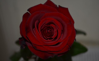 Red rose vase macro blurry - the table next free wallpaper