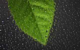 Green leaf rain soaked window - green free wallpaper