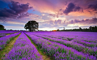 Lavender field cloudy sunset landscape - a field of lavender free wallpaper