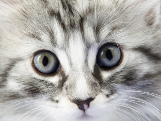 Cat blue eyes white face - a black nose and tail free wallpaper